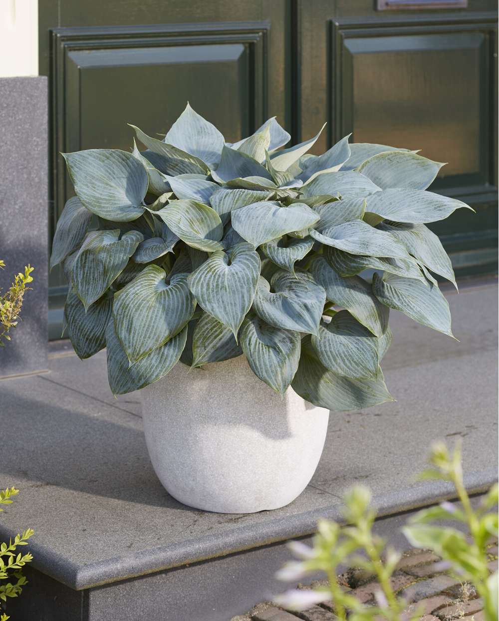 Hosta 'Bullet Proof'